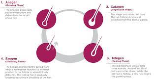 If hair follicles are damaged, the loss can be permanent. Viviscal Hair Growth Vitamins And Hair Care Products For Men And Women