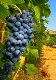Un Viticulteur Refuse De Traiter Aux Pesticides Il Encourt 30 000 Euros D Amende Et 6 Mois De Prison Viticulteur Fruits Et Legumes Photo Fruit
