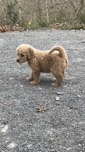 Browse goldendoodle puppies for sale from 5 star breeders with uptown puppies. Mini F1 Teddybear Goldendoodle Sulpher Creek Kennels