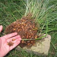 Image result for Cyperus maculatus