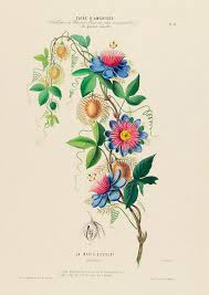 La Marie Gougeat Passiflora Passiflora Foetida 1843 1846 Passion Flower Art Print Display Digital Illustration