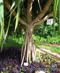 Image result for Pandanus utilis