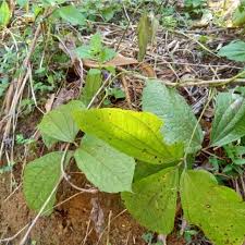 Contoh daun melengkung yang pertama ialah daun gadung. Umbi Gadung Segar Organik Obat Herbal Kusta Dll Per 1kg Shopee Indonesia