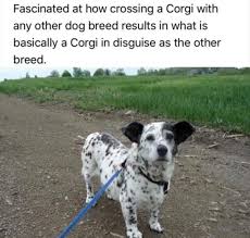 Fascinating Funny Animal Memes Baby Animals Funny Funny Dog Pictures