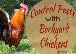 Using the products and methods suggested you will get for significant infestations of rice weevils, it may be wise to treat regularly with novacide every two. All Natural Pest Control With Backyard Chickens Molly Green