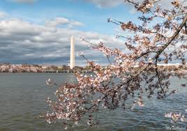 5 tips for planning the perfect cherry blossom trip to washington, dc. 6 Best Places To See Cherry Blossoms In Dc Passion Passport