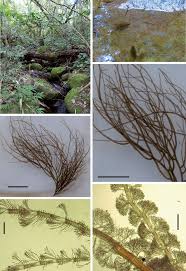 Image result for Anthospermum usambarense