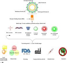 2019 novel coronavirus, wuhan seafood market pneumonia virus) — оболочечный одноцепочный. Current Advances In The Development Of Sars Cov 2 Vaccines