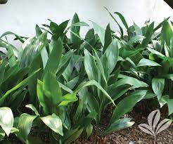 Check spelling or type a new query. Aspidistra Cast Iron Covingtons