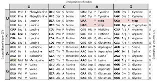 A codon is a triple sequence of dna and rna that corresponds to a specific amino acid.it describes the relationship between dna's sequence bases (a, c, g, and t) in a gene and the corresponding protein sequence that it encodes. The Most Important Puzzle Ever Solved The Angelini Lab