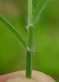 Image result for Cynodon dactylon