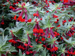 Image result for Lythraceae