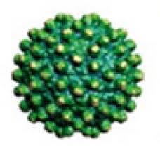 Penyakit hepatitis a menyebar lewat makanan atau air yang sudahg terkontaminasi. Hepatitis B Virus Wikipedia