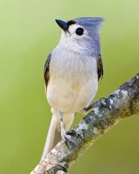 Birds With Tufted Heads Tufted Titmouse Supposedly Unafraid Of Humans Titmouse Bird Pet Birds Titmouse