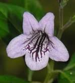 Image result for Asystasia malawiana