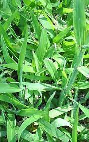 So, if you live along the gulf coast or warm coastal areas of the country, st. Crab Grass Killer For St Augustine Grass A Difficult Dilemma