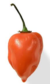 Habanero Wikipedia