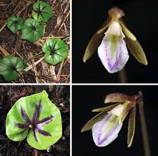 Image result for Nervilia adolphi