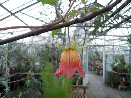 Image result for Canarina