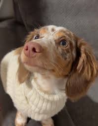 Any recommendations for a vet? I have a miniature daschund who has had  reoccurring utis since we got him at 8wks , we are not sure what is causing  this , he's