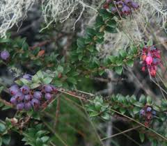 Image result for Vaccinium stanleyi