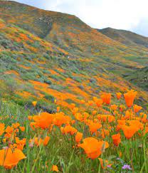 There are flowers in places where you usually don't see them, like in the badlands that are home to snakes and bobcats and coyotes. Sunset Magazine On Instagram The Super Bloom Is On After A Cold Wet Winter Wildflowers Are Opening Up All O Wild Flowers Sunset Magazine California Photos
