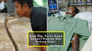 Dipatuk tedung selar semasa pertunjukan. Dipatuk Ular Tedung Selar Raja Ular Perlis Koma Oh Media