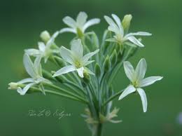 Image result for Pelargonium luridum
