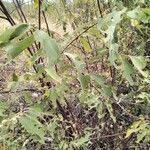 Image result for Grewia holstii