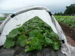 They also help protect our fruit trees, strawberries and grapes from beetles, birds and more. Can Row Covers Stop Cucurbit Bacterial Wilt And Are They Cost Effective Horticulture And Home Pest News