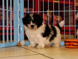 Teacup havanese puppies for sale in california. Havanese Puppies For Sale In Fresno California Ca 19breeders Santa Ana San Bernardino Youtube