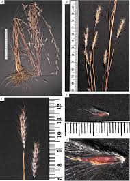 Image result for Elionurus tripsacoides