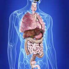 We have a number of biological systems, which perform special. Illustration Of Human Organs In Body Silhouette Intestine Digitally Generated Stock Photo 243435760