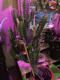 Most items come with a limited manufacturer's warranty. Miracle Gro Cactus Palm Citrus Potting Mix 8 Qt Walmart Com Walmart Com