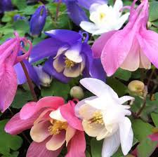 Image result for Aquilegia pompom mix