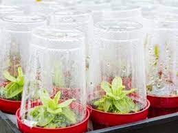 These mini homemade greenhouses take very little for supplies to make them so if you are creative you can find we then moved the mini greenhouse to the location we wanted it for the winter. Diy Mini Greenhouse Ideas How To Make A Mini Greenhouse Indoors
