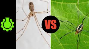 We did not find results for: Are Daddy Longlegs Spiders Re 8 Animal Misconceptions Rundown Youtube