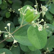 Image result for Helinus