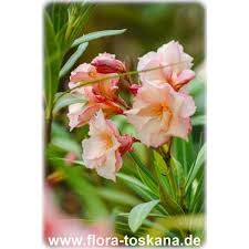 Oleander, nerium oleander, der traum vom süden. Nerium Oleander Lachs Gefullt Oleander Rosenlorbeer Flora Toskana