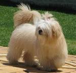 Lhasa Dog Price In India - Features & Appearance