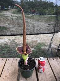 Image result for Amorphophallus goetzei