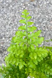 Image result for Rumohra adiantiformis