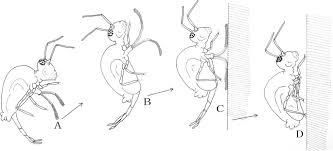Looking for the top pest control company in 2021? Structure And Functions Of The Ventral Tube Of The Clover Springtail Sminthurus Viridis Collembola Sminthuridae Scientific Reports