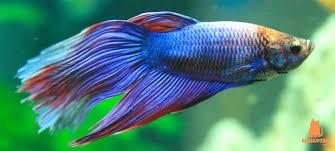 Pez Betta Caracteristicas Tipos Y Cuidados Mascotas Y Mas Betta Pez Betta Acuario Para Peces Betta