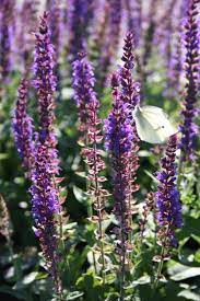 Im garten an einem passenden. Garten Salbei Kaufen Garten Von Ehren Qualitat Seit 1865 Garten Von Ehren