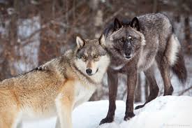 A wolf pack is an exceedingly complex social unit—an extended family of parents, . International Wolf Center