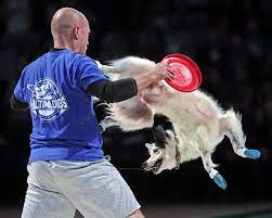 Halftime Dogs World Famous Frisbee Dogs Halftime Show Our Shows