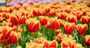 34 $$ moderate nurseries & gardening, florists, floral designers. Flowers By Peter Flowersbypeter Twitter