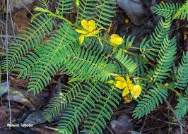 Image result for Chamaecrista mimosoides