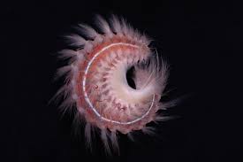 Image result for Phyla